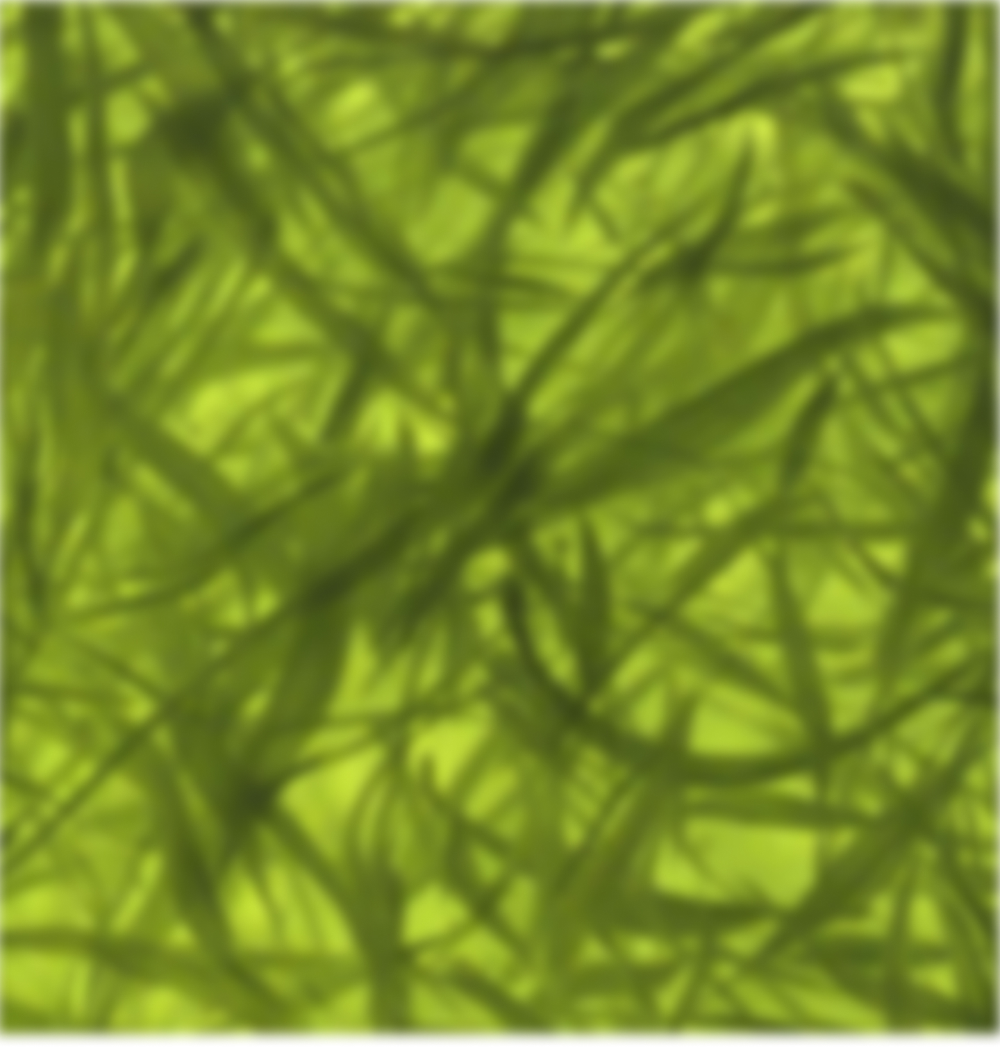 Fond section ingredient